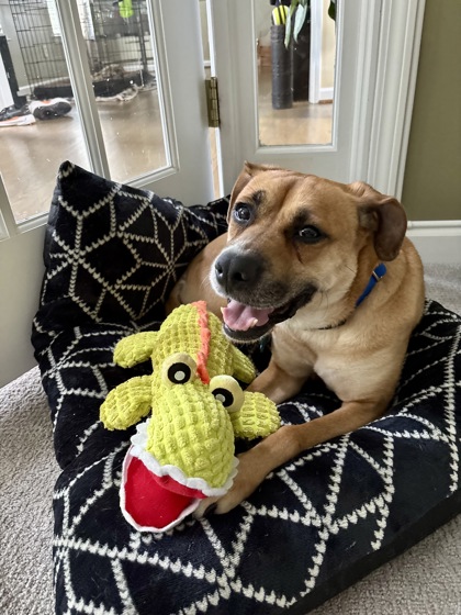 Shelter Stray Female Dog last seen Near Parkway Close Lithonia, 30058, 30058, GA, Atlanta, GA 30341