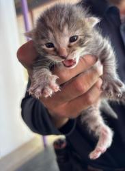 Shelter Stray Male Cat last seen El Paso, TX 79936, Fort Bliss, TX 79906