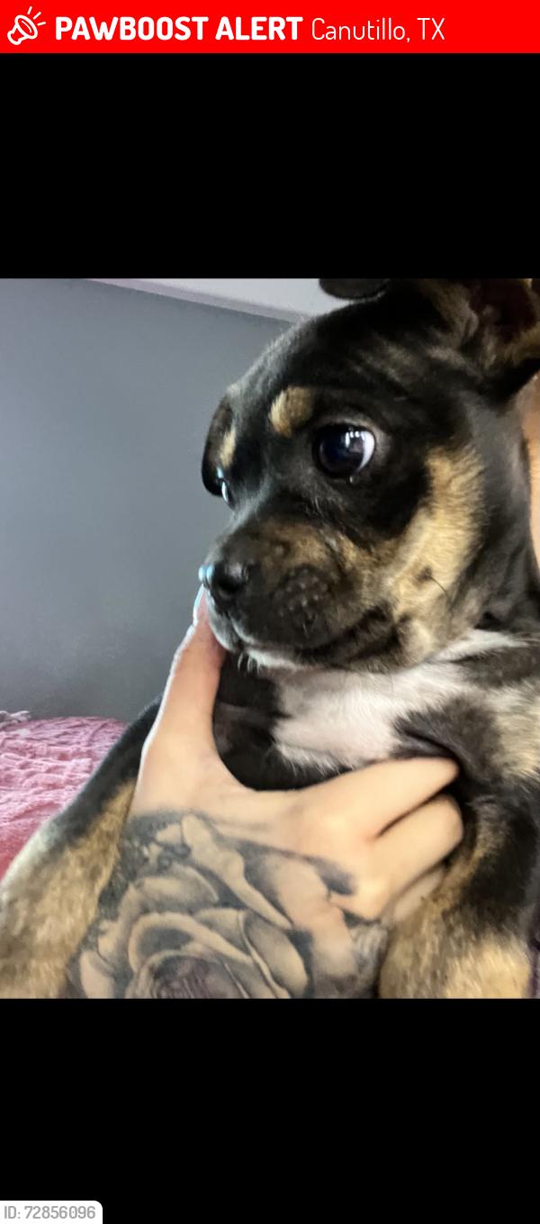 Lost Male Dog last seen La union, Canutillo, TX 79835
