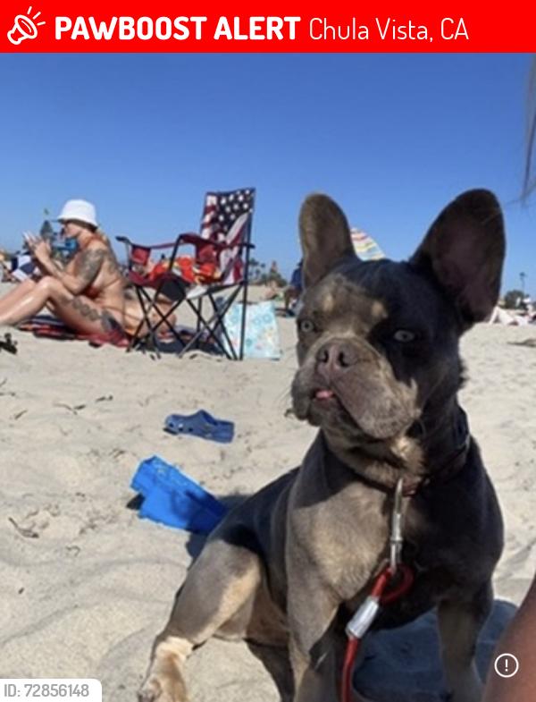 Lost Female Dog last seen Near Bethune way , Chula Vista, CA 91911