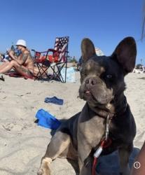 Lost Female Dog last seen Near Bethune way , Chula Vista, CA 91911