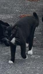 Lost Male Cat last seen Miami Heights Elementary, Miami, FL 33157