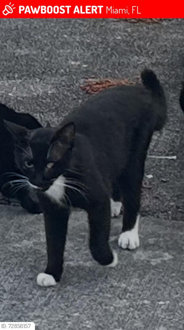 Lost Male Cat last seen Miami Heights Elementary, Miami, FL 33157