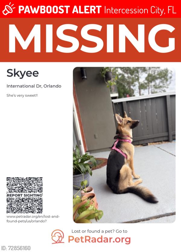 Lost Female Dog last seen International dr, Intercession City, FL 33848
