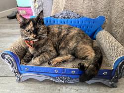 Lost Female Cat last seen Cactus and N 143rd Ave, Surprise, AZ 85379