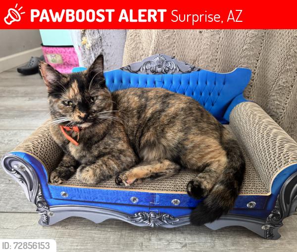 Lost Female Cat last seen Cactus and N 143rd Ave, Surprise, AZ 85379