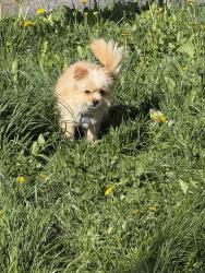 Found/Stray Male Dog last seen Last seen in Collision place on Lincoln Ave, Utica, NY 13502