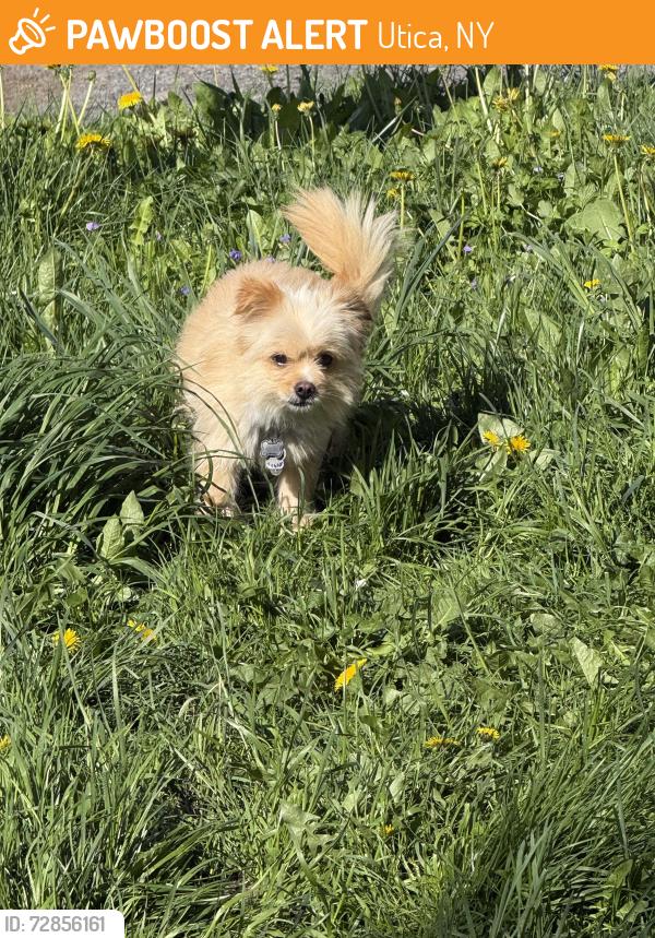Found/Stray Male Dog last seen Last seen in Collision place on Lincoln Ave, Utica, NY 13502