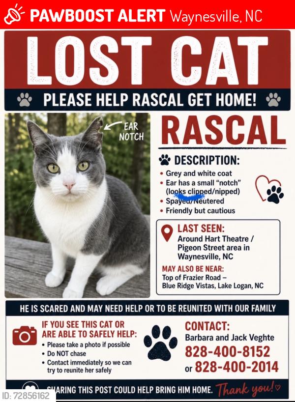 Lost Male Cat last seen Pigeon Street across from the shook hse, Waynesville, NC 28786