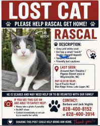 Lost Male Cat last seen Pigeon Street across from the shook hse, Waynesville, NC 28786