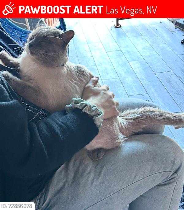 Lost Male Cat last seen Rainbow and Twain , Las Vegas, NV 89103