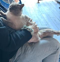 Lost Male Cat last seen Rainbow and Twain , Las Vegas, NV 89103