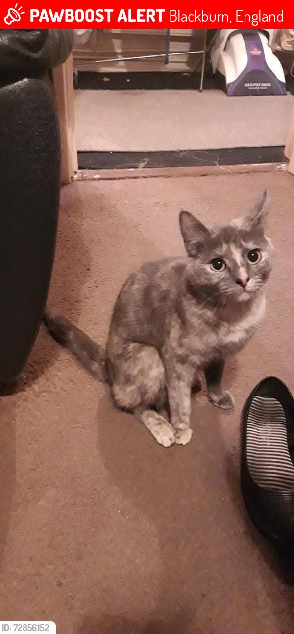 Lost Female Cat last seen Newfield Drive, Blackburn , Blackburn, England 