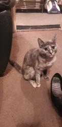 Lost Female Cat last seen Newfield Drive, Blackburn , Blackburn, England 