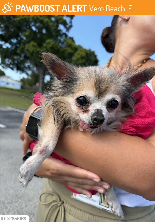 Found/Stray Unknown Dog last seen Citrus elementary parking lot , Vero Beach, FL 32968