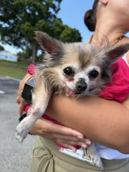 Found/Stray Unknown Dog last seen Citrus elementary parking lot , Vero Beach, FL 32968