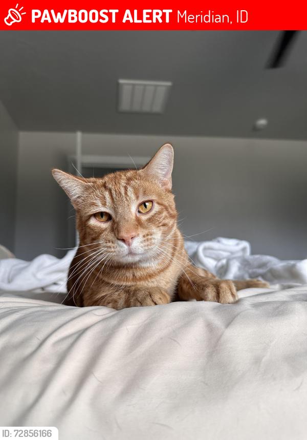 Lost Male Cat last seen Black cat and cherry lane , Meridian, ID 83642