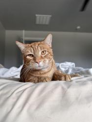 Lost Male Cat last seen Black cat and cherry lane , Meridian, ID 83642