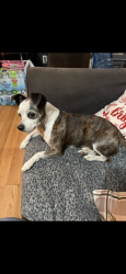 Lost Male Dog last seen Near Alvarado st , Cleburne, TX 76031