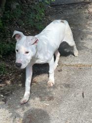 Found/Stray Male Dog last seen Sheridan Park and 27th and Beach, Terre Haute, IN 47804
