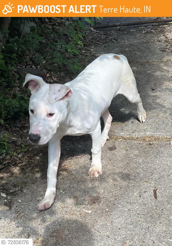 Found/Stray Male Dog last seen Sheridan Park and 27th and Beach, Terre Haute, IN 47804