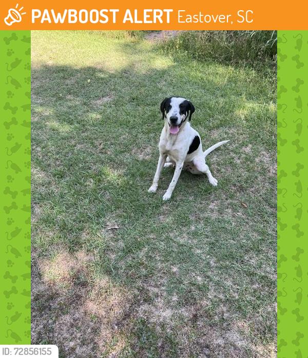 Found/Stray Female Dog last seen Old Eastover Rd, Eastover, SC 29044