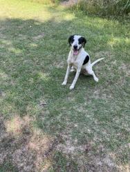 Found/Stray Female Dog last seen Old Eastover Rd, Eastover, SC 29044