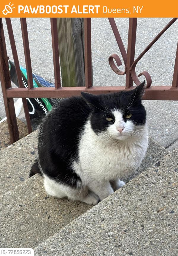 Found/Stray Unknown Cat last seen 128th street and 133rd avenue, Queens, NY 11420