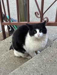Found/Stray Unknown Cat last seen 128th street and 133rd avenue, Queens, NY 11420