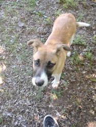 Found/Stray Male Dog last seen 15th and Townsend, Del City, OK 73115