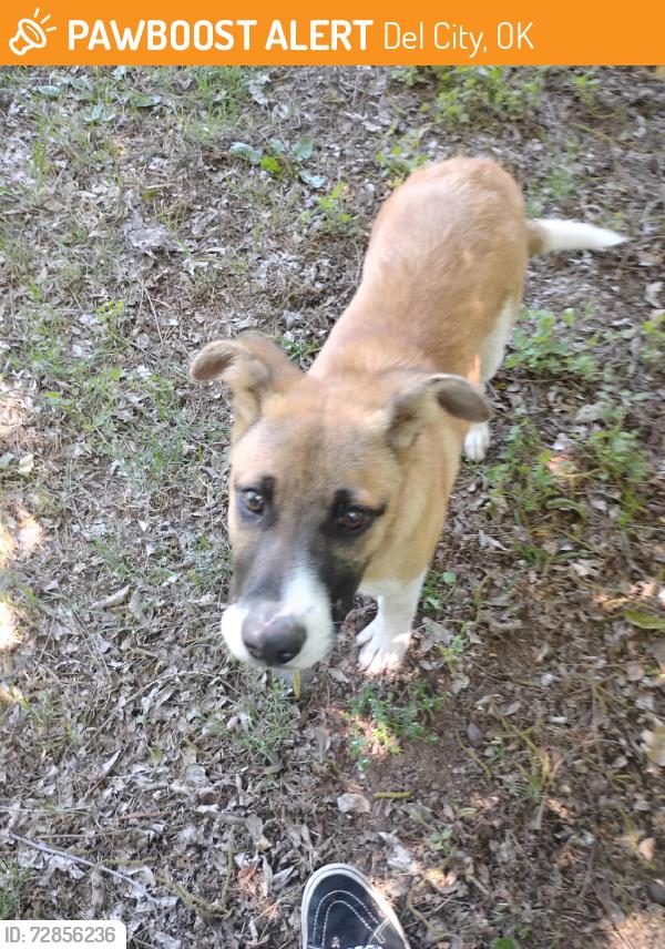 Found/Stray Male Dog last seen 15th and Townsend, Del City, OK 73115