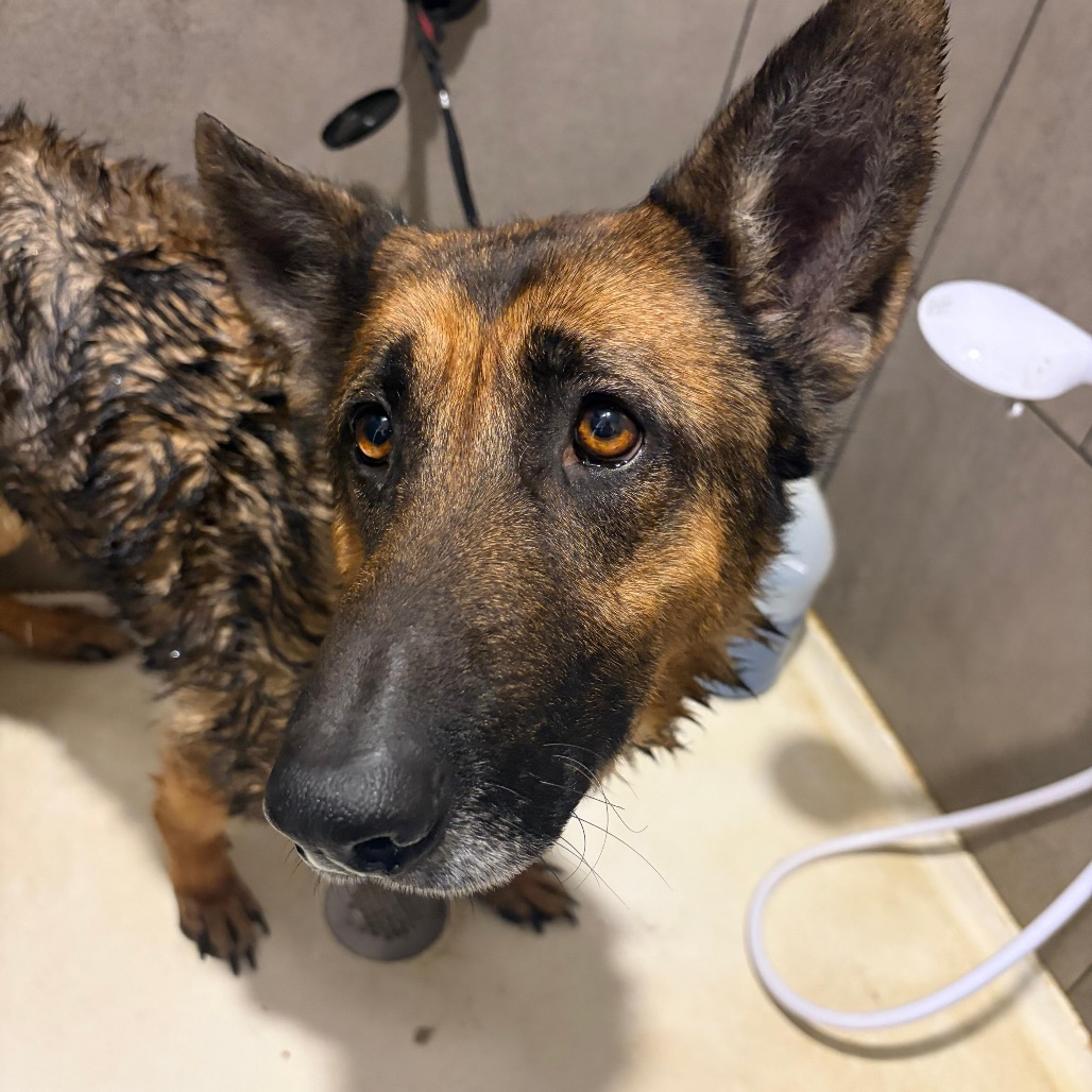 Shelter Stray Female Dog last seen , Tipton, IN 46072