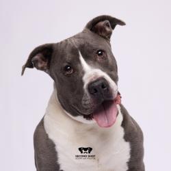 Shelter Stray Female Dog last seen , Tampa, FL 33607