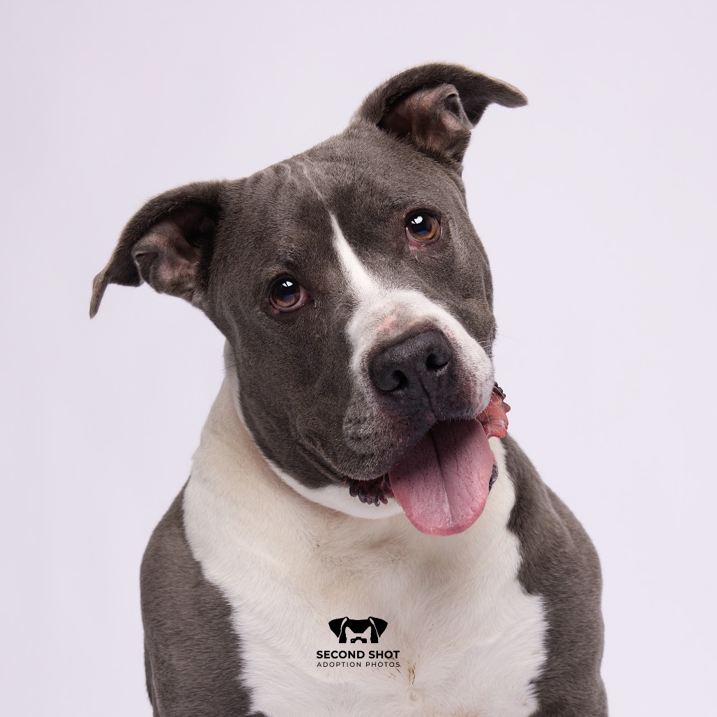 Shelter Stray Female Dog last seen , 3607 N Armenia Ave, Tampa, FL 33607, USA