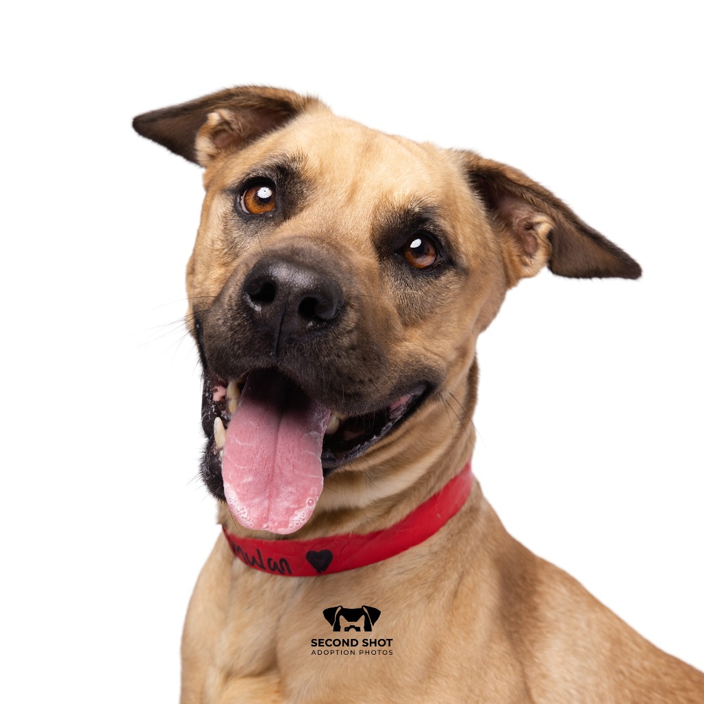 Shelter Stray Female Dog last seen , Tampa, FL 33607
