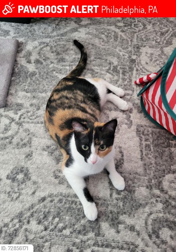 Lost Female Cat last seen Macon and Sperry Street, Philadelphia, PA 19152