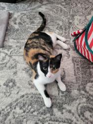 Lost Female Cat last seen Macon and Sperry Street, Philadelphia, PA 19152