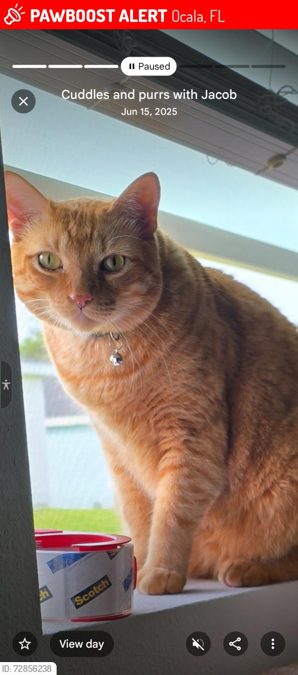 Lost Male Cat last seen 36th place, Ocala, FL 34479