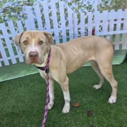 Found/Stray Female Dog last seen Near Roswell Ave, Long Beach, CA 90804, Long Beach, CA 90804