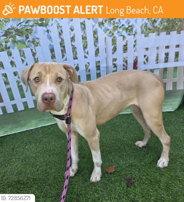 Found/Stray Female Dog last seen Near Roswell Ave, Long Beach, CA 90804, Long Beach, CA 90804