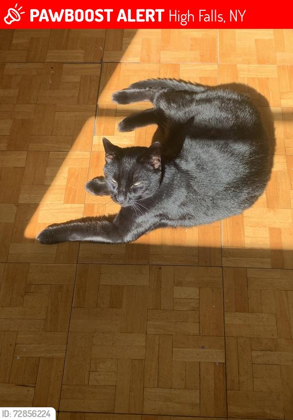 Lost Male Cat last seen Church Hill road and Berme Road, High Falls, NY 12440