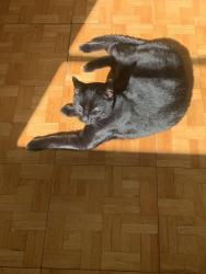 Lost Male Cat last seen Church Hill road and Berme Road, High Falls, NY 12440