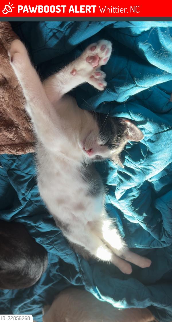 Lost Male Cat last seen  Whittier NC, Whittier, NC 28789