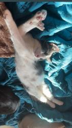 Lost Male Cat last seen  Whittier NC, Whittier, NC 28789