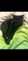 Lost Male Cat last seen Misty Lane, Pearland, TX 77581