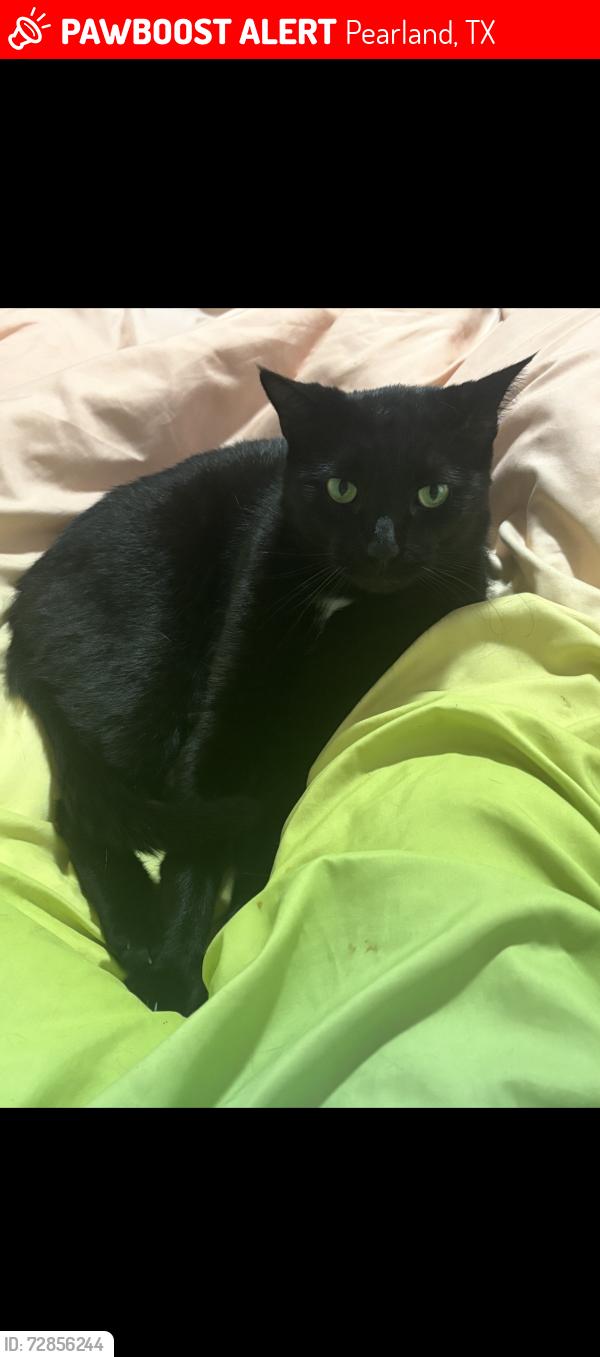 Lost Male Cat last seen Misty Lane, Pearland, TX 77581