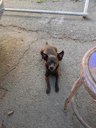 Lost Male Dog last seen Olivera Rd/solono way, Concord, CA 94520