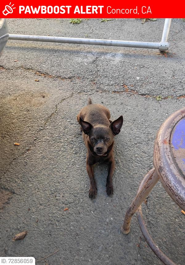 Lost Male Dog last seen Olivera Rd/solono way, Concord, CA 94520