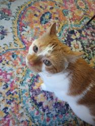 Lost Male Cat last seen Unknown , Richmond, VA 23219