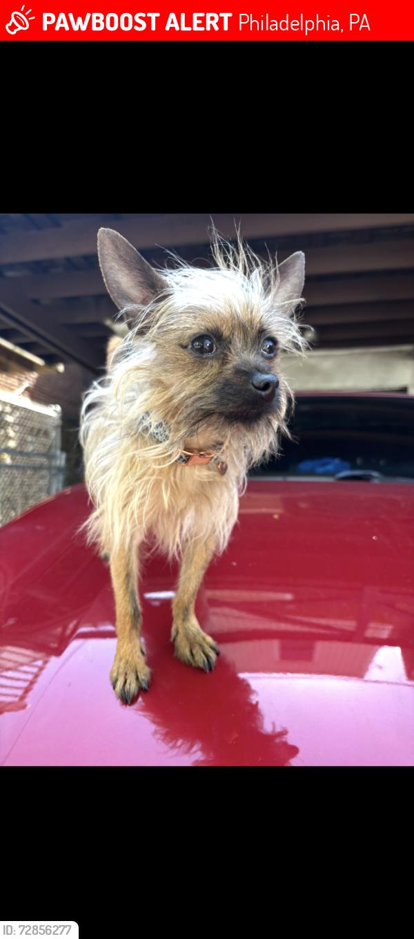 Lost Male Dog last seen 52nd overbrook ave , Philadelphia, PA 19131